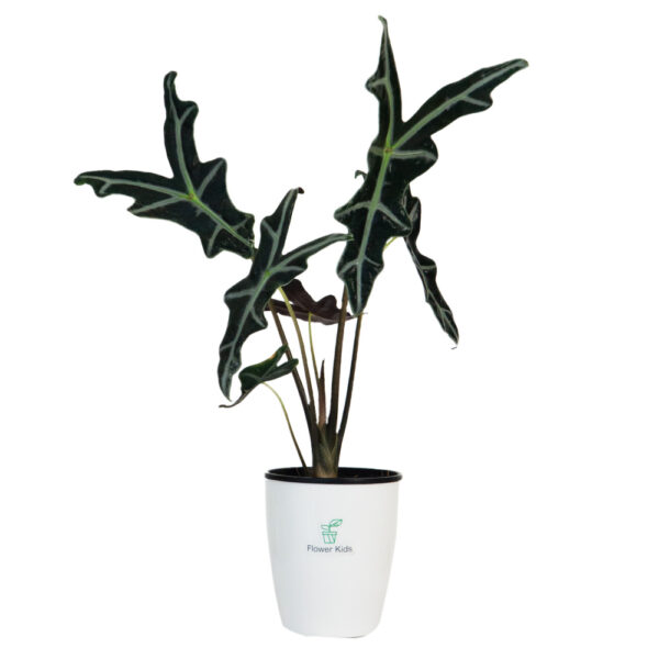 Cây Alocasia Nobilis